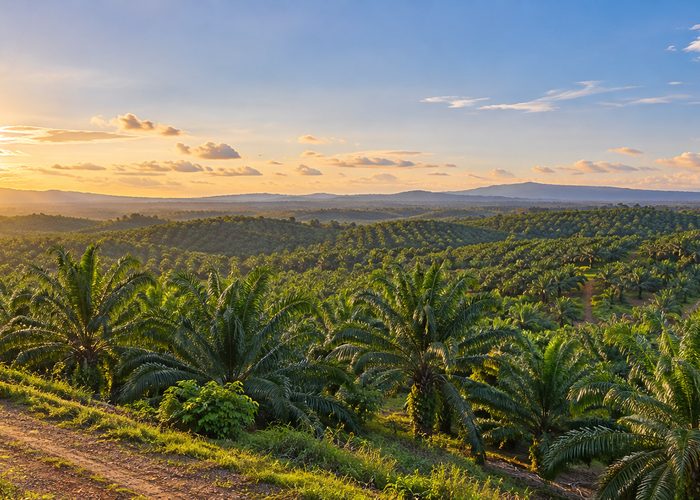 Kebun Sawit Sumatera Barat